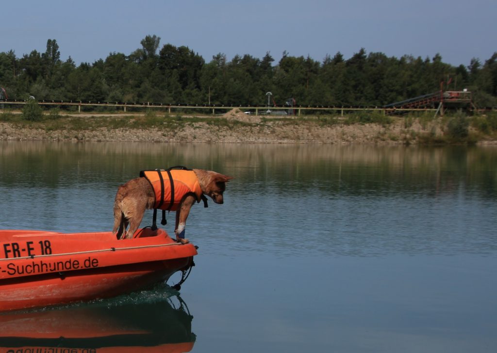 Suchhundestaffel-Hund auf Boot